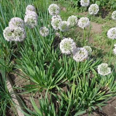 Лук слизун в Самохваловичи