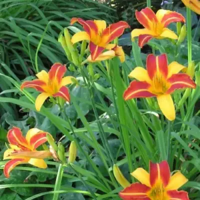 Лилейник ФРАНС ХАЛС в Самохваловичи