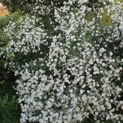 Болтония СНОУБЭНК в Самохваловичи