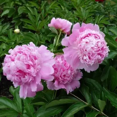 Пион МЕСЬЕ ЖЮЛЬ ЭЛИ травянистый в Самохваловичи