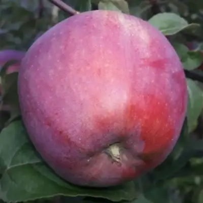 Яблоня ЗОРКА в Самохваловичи