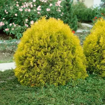 Туя РЕЙНГОЛД западная в Самохваловичи