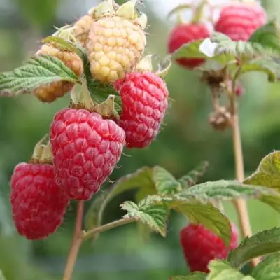 Малина МОЛЛИНГ ДЖУНО в Самохваловичи