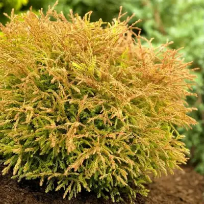 Туя ГОЛДЕН ТАФФЕТ западная в Самохваловичи