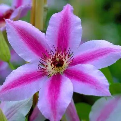 Клематис НЕЛЛИ МОЗЕР в Самохваловичи