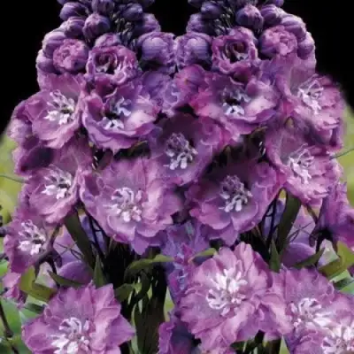 Дельфиниум ДЕЛЬФИС ПИНК ПАУЭ высокий в Самохваловичи