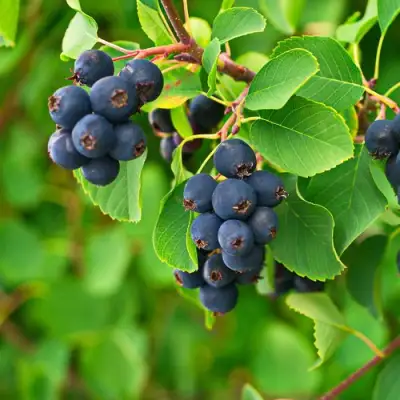 Ирга КОЛОСИСТАЯ в Самохваловичи