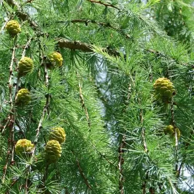 Лиственница КЕМПФЕРА в Самохваловичи