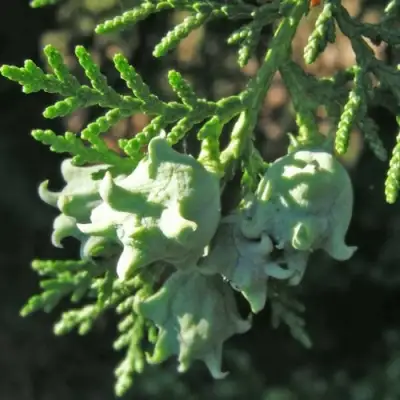 Туя восточная в Самохваловичи