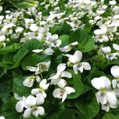 Фиалка АЛЬБИФЛОРА сестринская в Самохваловичи