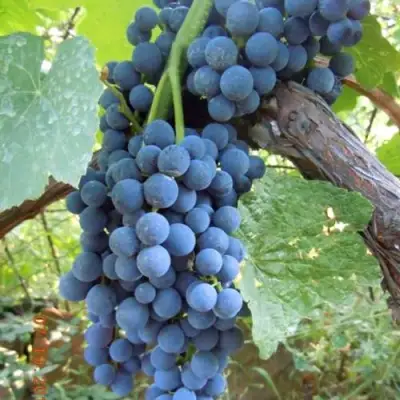 Виноград ВЕНУС в Самохваловичи