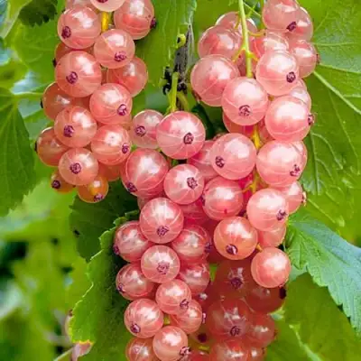 Смородина белая ПРЫГАЖУНЯ (РОЗОВАЯ) в Самохваловичи