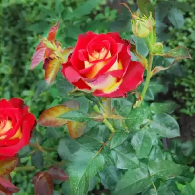 Роза ФРЕНДШИП чайно-гибридная в Самохваловичи