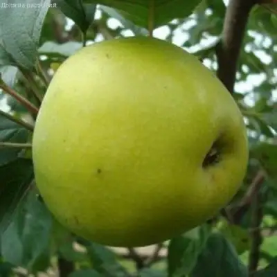 Яблоня КОШТЕЛЯ в Самохваловичи