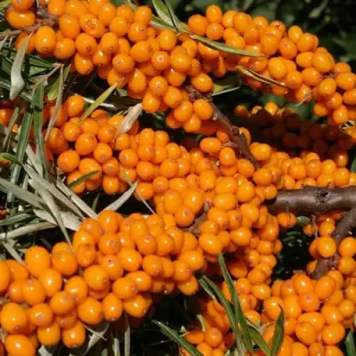 Облепиха АЛТАЙСКАЯ в Самохваловичи