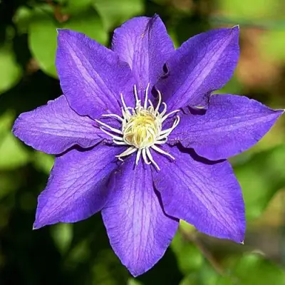 Клематис ЗЕ ПРЕЗИДЕНТ в Самохваловичи