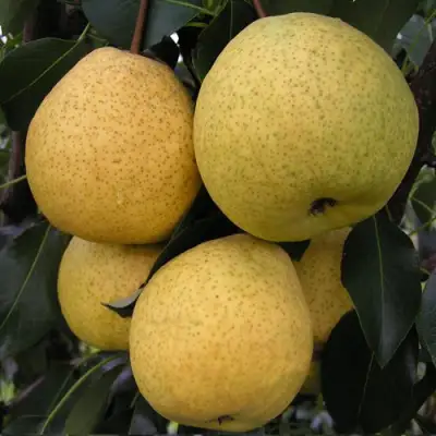 Груша ВЕЛИКАЯ ЛЕТНЯЯ (БОЛЬШАЯ ЛЕТНЯЯ) в Самохваловичи