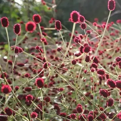 Кровохлебка ЧОКОЛАТ ТИП в Самохваловичи