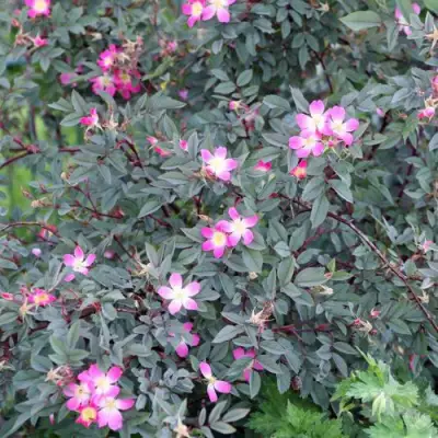 Роза сизая в Самохваловичи