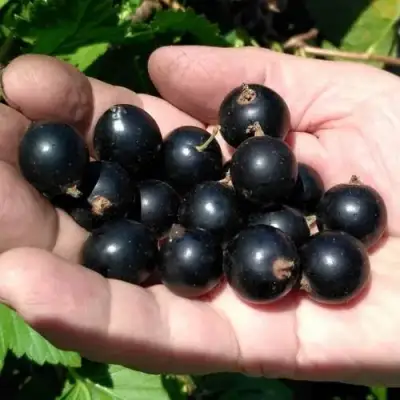 Смородина черная ЧЕРНООКАЯ в Самохваловичи