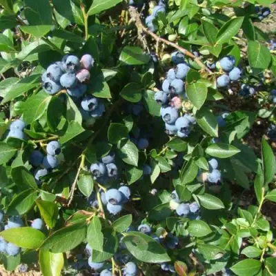 Голубика БЛЮЭТТА в Самохваловичи