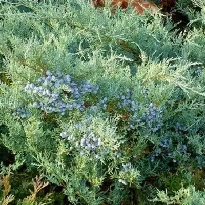 Можжевельник ГРЕЙ ОУЛ виргинский  в Самохваловичи