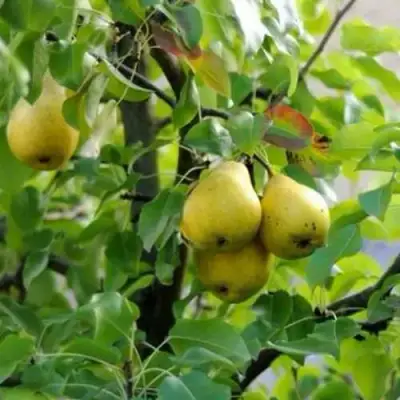 Груша ВИЛИЯ в Самохваловичи