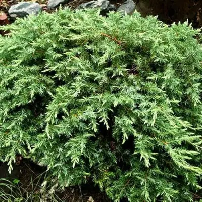 Можжевельник ШЛЯГЕР прибрежный в Самохваловичи