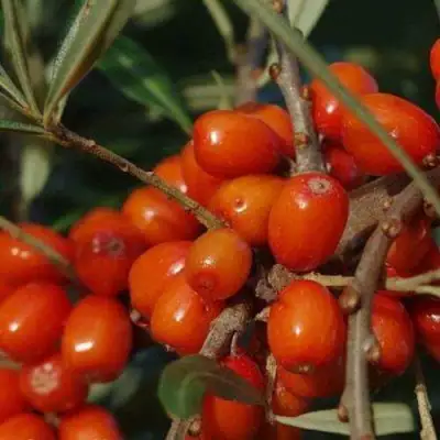 Облепиха ВОРОБЬЕВСКАЯ в Самохваловичи
