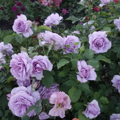 Роза ЛАВ СОНГ флорибунда в Самохваловичи