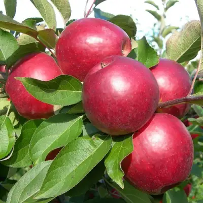 Яблоня КОВАЛЕНКОВСКОЕ в Самохваловичи