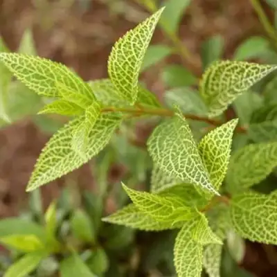 Форзиция КАМСОН промежуточная в Самохваловичи