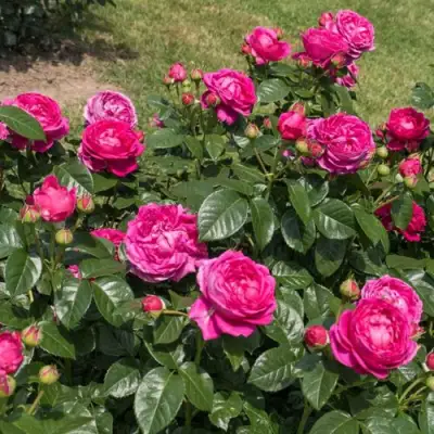 Роза АНУШКА чайно-гибридная в Самохваловичи