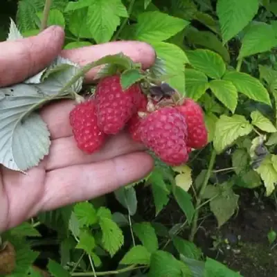 Малина КОРПИКО в Самохваловичи