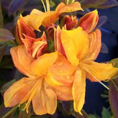 Азалия КЛОНДАЙК листопадная в Самохваловичи