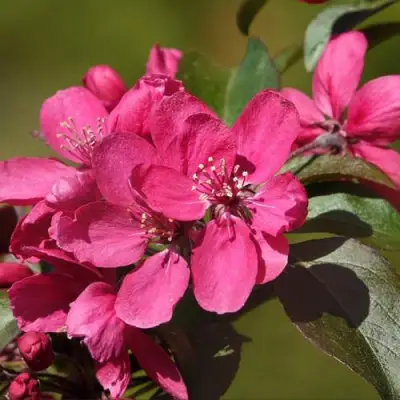 Яблоня НЕДЗВЕЦКОГО в Самохваловичи