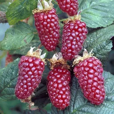 Ежемалина ТАЙБЕРРИ в Самохваловичи