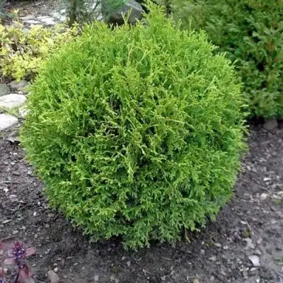 Туя ХОЗЕРИ западная в Самохваловичи