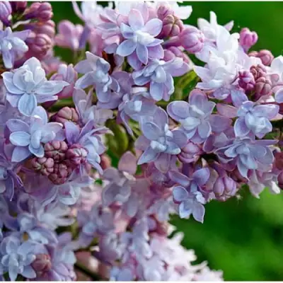 Сирень ПАМЯТЬ О ВАВИЛОВЕ в Самохваловичи