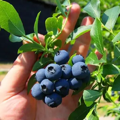 Голубика НОРТ КАНТРИ в Самохваловичи