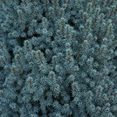 Ель САНДЕРС БЛЮ канадская в Самохваловичи