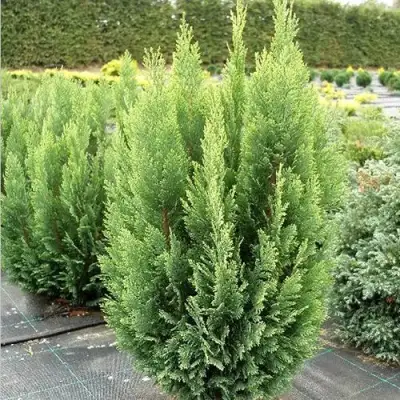 Кипарисовик ЭЛВУДИ ЭМПАЙР лавсона в Самохваловичи