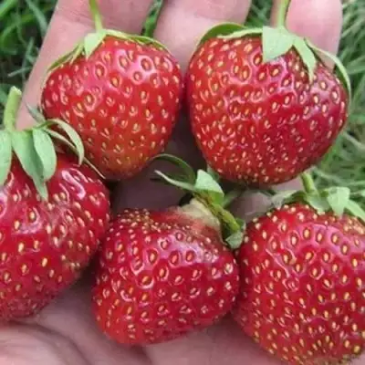 Клубника ВИМА ЗАНТА в Самохваловичи