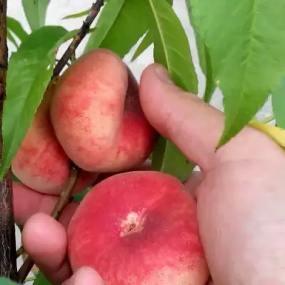 Персик САТУРН ИНЖИРНЫЙ в Самохваловичи