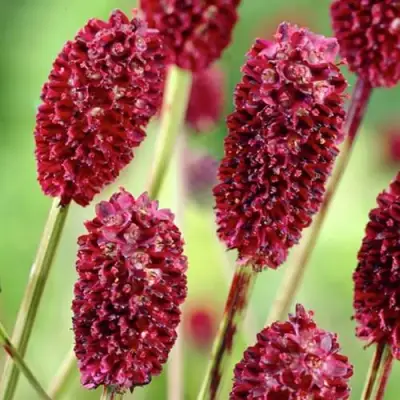 Кровохлебка ТАННА лекарственная в Самохваловичи