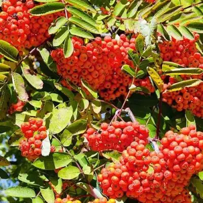 Рябина СОРБИНКА сладкоплодная в Самохваловичи