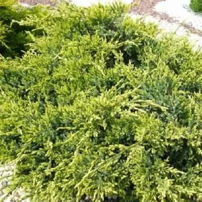 Можжевельник ГОЛД СТАР средний в Самохваловичи