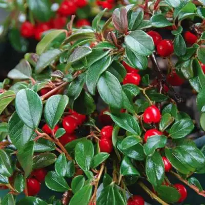 Кизильник Даммера в Самохваловичи