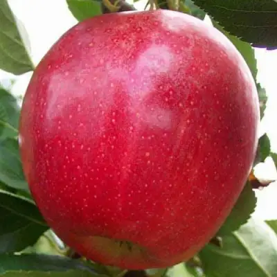 Яблоня ГАЛА МАСТ в Самохваловичи