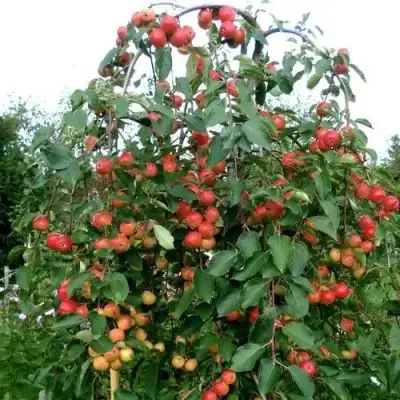 Яблоня ХЮВИНГИЕНЗИС декоративная в Самохваловичи